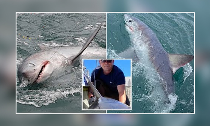  A 250 Kilos Huge Shark Entangled In A Net Of Fisherman In England Details , Shar-TeluguStop.com
