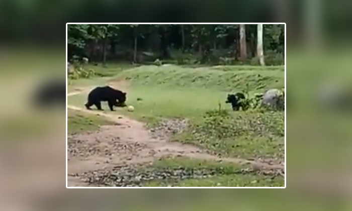  Bears Playing Football Netizens Fida, Bears, Football, Two Bears, Playing Footba-TeluguStop.com