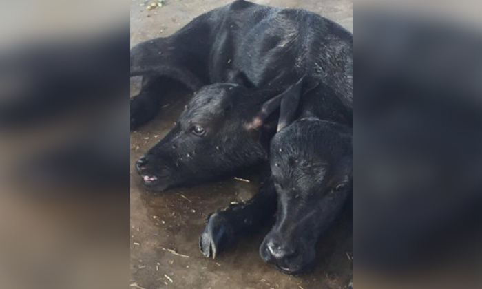 Telugu Agraharam, Buffalo, Problem, Prakasham, Strange, Heads Calf, Headed Calf-