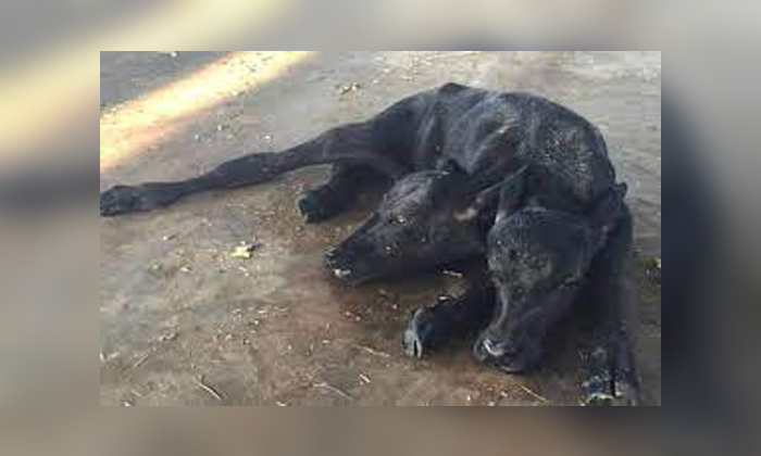 Telugu Agraharam, Buffalo, Problem, Prakasham, Strange, Heads Calf, Headed Calf-