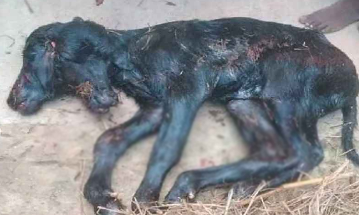  Buffalo Gives Birth To Two-headed Calf In Prakasham District, Two-headed Calf, V-TeluguStop.com