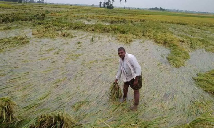 Cyclone Gulab Farmers Committing Suicide Due To Damaged Crops