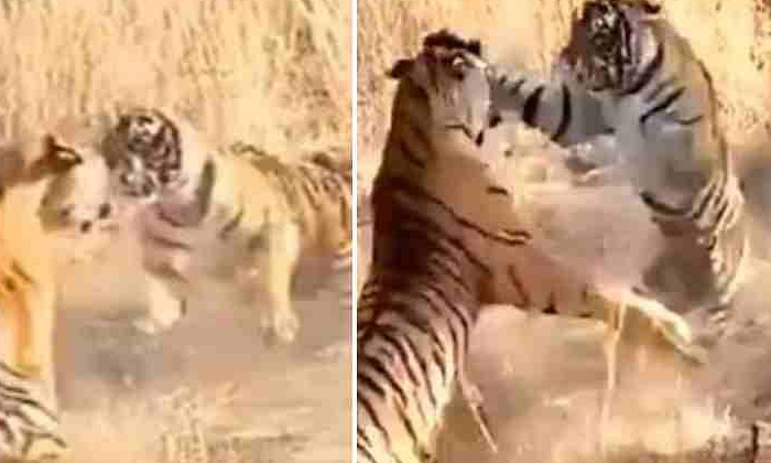  Dangerous Fight Between Two Tigers In Forest, Two Tigers Fight, Tigers Fight Vir-TeluguStop.com