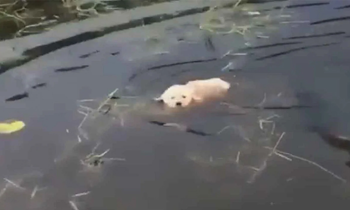  Do You Teach Puppies To Swim Like This Netizens Likes, Puppies, Viral Video, Pet-TeluguStop.com