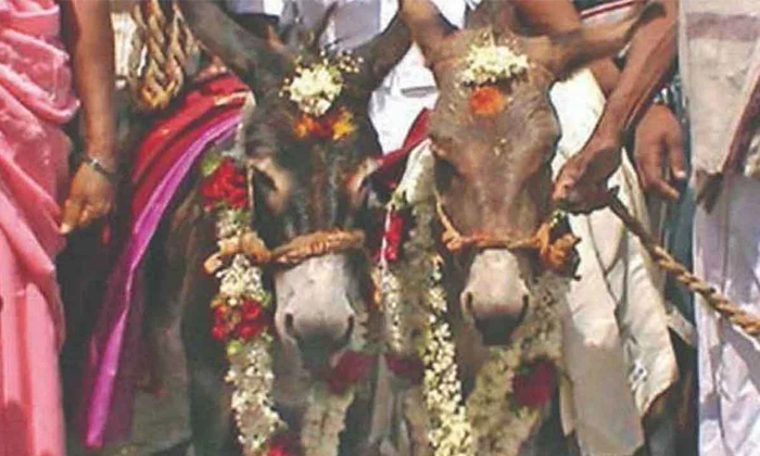  Farmers Perform Wedding Of Donkeys In Hosuru Village, Andhra Pradesh, Ap News, D-TeluguStop.com