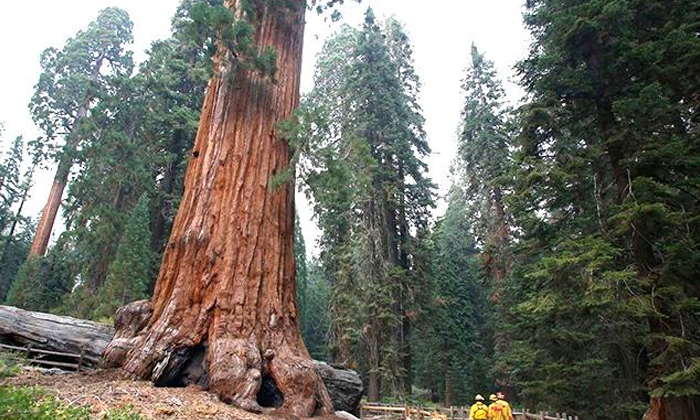  California Wildfires: Firefighters Wrap Blanket Around Worlds Oldest Tree , Joe-TeluguStop.com