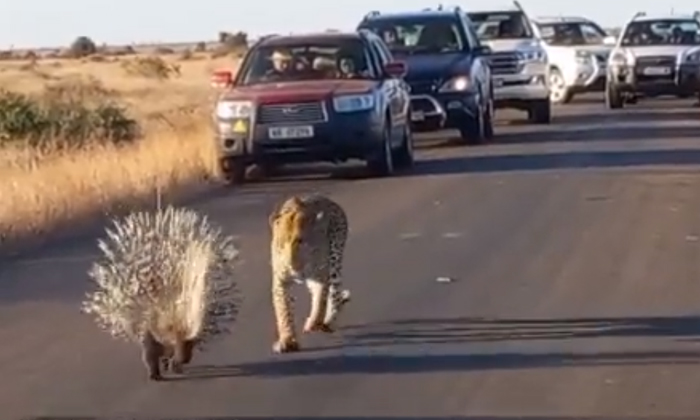  Hedgehog Leopard Fierce Fighting Who Won, Leopard, Hedgehog, Viral Animals Video-TeluguStop.com