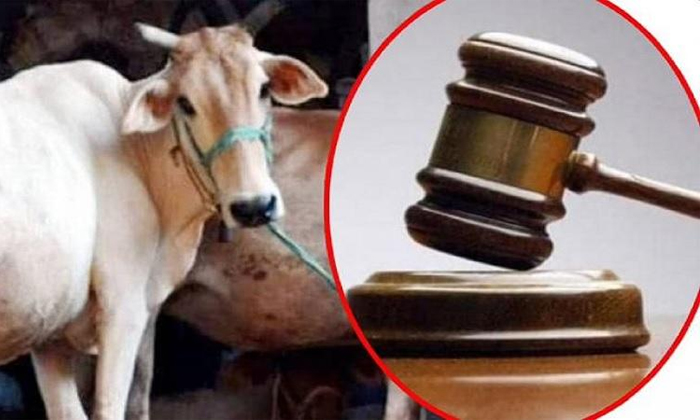 Telugu Allahabad Judge, Cow, Cow Urine, Diseases, Judge, Javed, Uttarpradesh-Lat