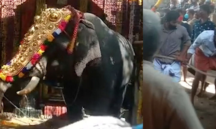  The Elephant That Created The Troubles While Worshipping In The Temple, Elephant-TeluguStop.com