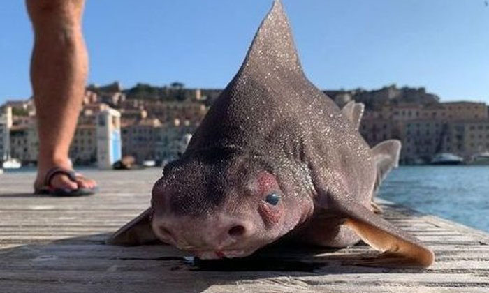 Telugu Darsena Medicea, Deep, Italian Sailors, Pig Fish, Pig Shark, Pig Faced Sh Telugu Darsena Medicea, Deep, Italian Sailors, Pig Fish, Pig Shark, Pig Faced Sh