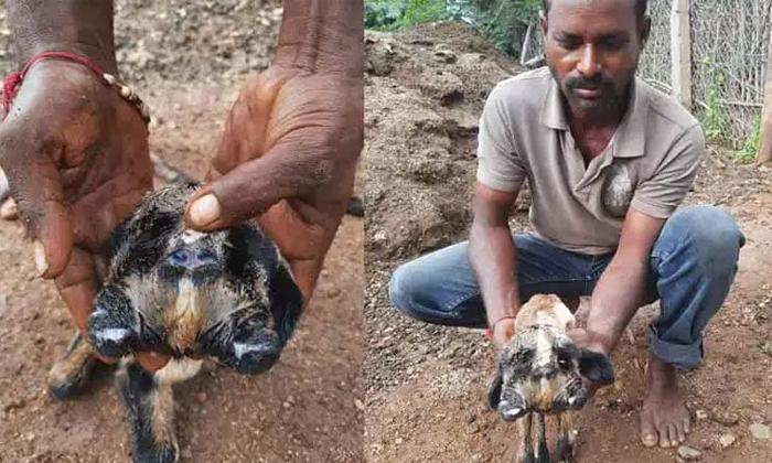 Telugu Problem, Lamb, Lamb Heads, Nizamabad, Sheep, Telangana, Heads, Animal-Lat