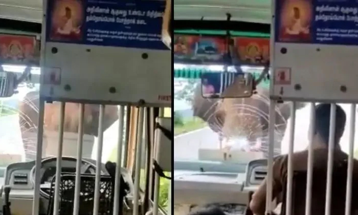  Viral Video Bus Driver Who Does Not Move From Seat Even If Attacked By Elephant,-TeluguStop.com