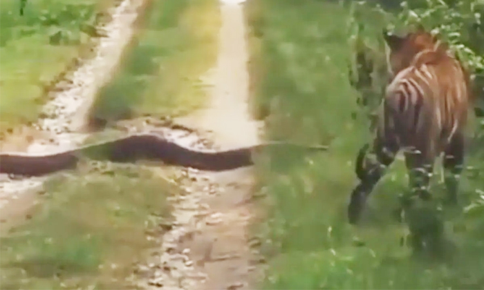  Viral Video What Would It Be Like To Face A Python Or A Tiger, Viral Video, Pyth-TeluguStop.com