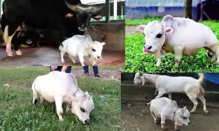  World Shortest Cow Rani Of Bangladesh Died,  World Shortest Cow, Died, Passes Aw-TeluguStop.com