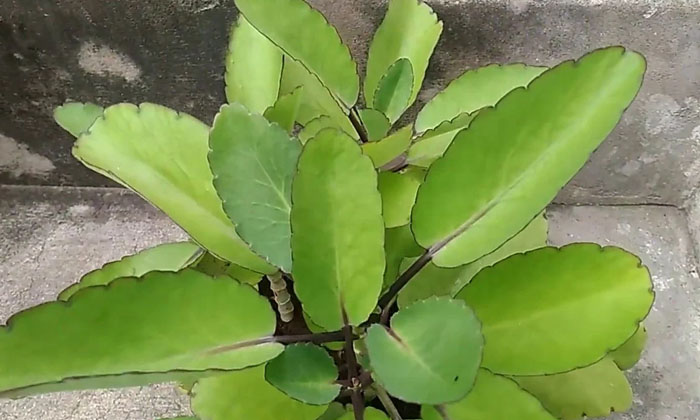 ranapala-leaf-benefits-lots-of-health-benefits-with-ranapala-leaves