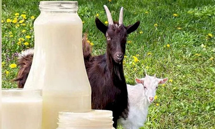  Goat Milk Too Costly And Demand  One Litre Cost , Goat Milk, Demand, Bhupal, Li-TeluguStop.com