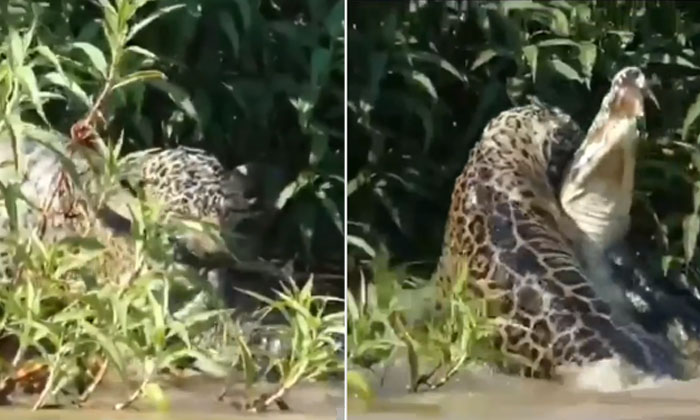  Viral Video: A Leopard Hunting A Crocodile In The Water .., Viral Video, Leopard-TeluguStop.com