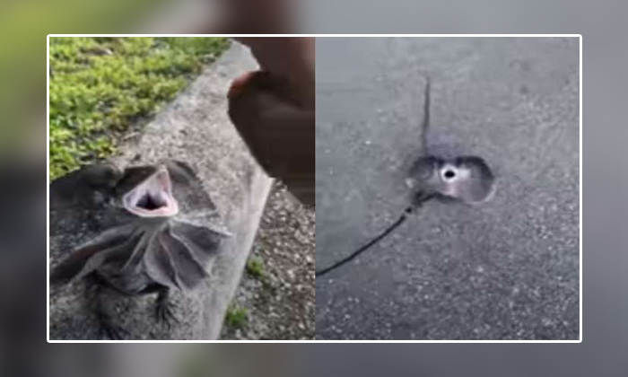  Florida Man Strange Lizard Taking Along To The Park Reason, Social Media, Viral,-TeluguStop.com