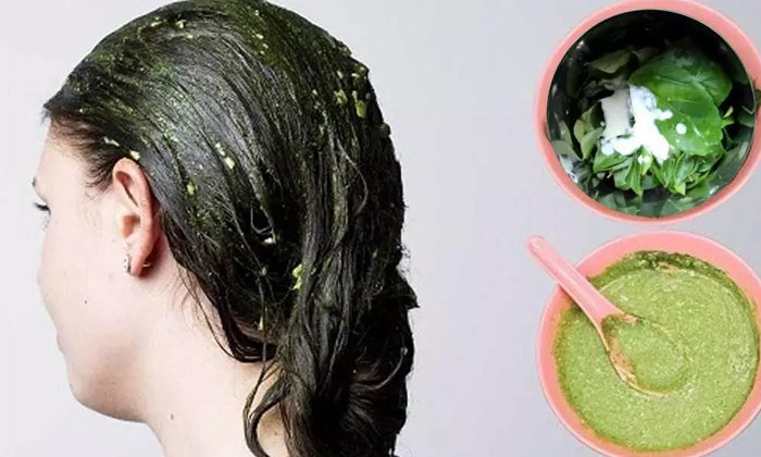  How To Wash Hair Naturally Without Shampoo! Shampoo, Hair, Hair Wash, Hair Care,-TeluguStop.com