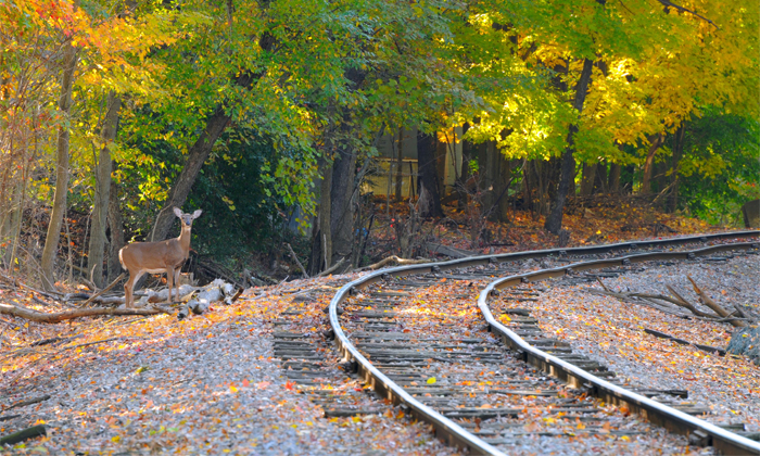 Telugu Bullet Trains, Deers Railway, Dog Train Horn, Dogs, Forestanimals, Japan,