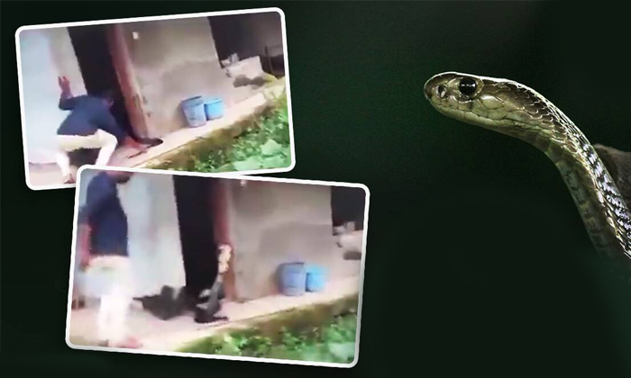  King Cobra Standing Up During Rescue Is Freaking People Out, Viral Video, Snake-TeluguStop.com