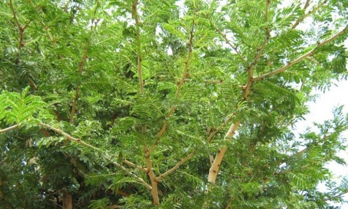  Trees Significance And Puja Benefits Ravi Tree, Banana Tree, Money Plant, Pooja-TeluguStop.com