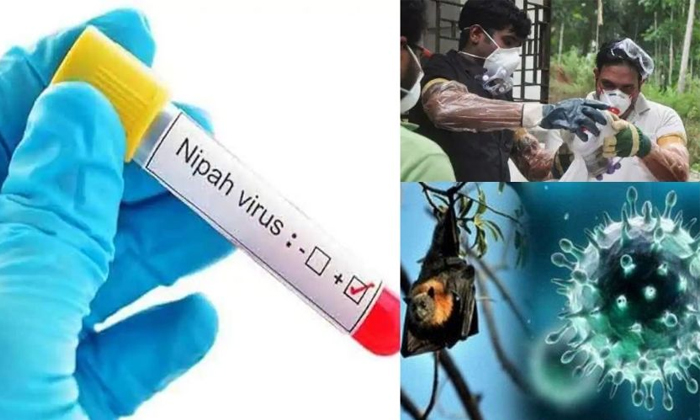  Nifaa Virus Enters Kerala State Central Government In Action, Nifaa Virus ,keral-TeluguStop.com