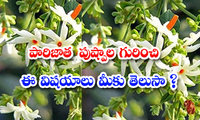 Best Unknown Benefits Of Parijata Plant