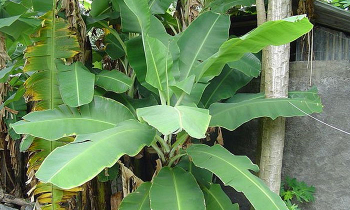 Telugu Banana Tree, Donate Banana, Mangalya Dosham, Pooja, Tambulam, Upavasam-Te