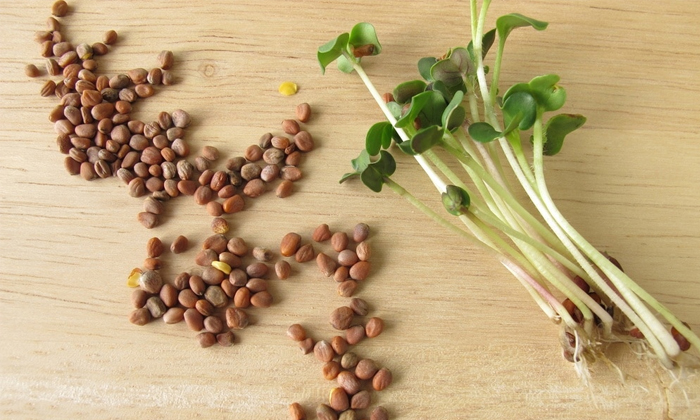  Radish Seeds Helps To Reduce Pimple Marks Naturally! Radish Seeds, Reduce Pimple-TeluguStop.com