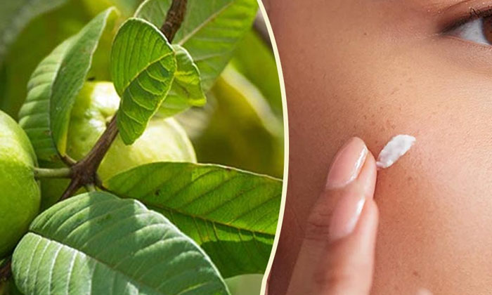  Guava Leaves Help To Get Rid Of Sun Tan Naturally! Guava Leaves, Sun Tan, Tan, L-TeluguStop.com