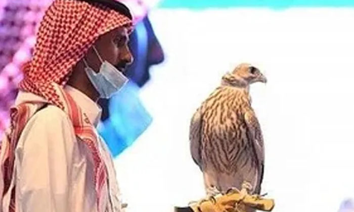  The-eagle-is-too-costly-in Soudhi Arabhiya Eagle, Viral News, Soudhi Arabhiya ,-TeluguStop.com