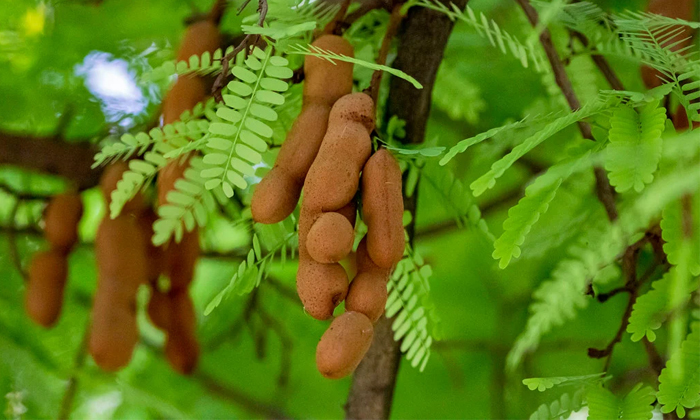  Tamarind Leaves Help To Reduce Pains During Periods! Period Pains, Latest News,-TeluguStop.com