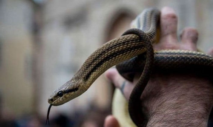  Young People Who Ate A Poisonous Snake To The End, Snake, Viral News , Viral ,-TeluguStop.com