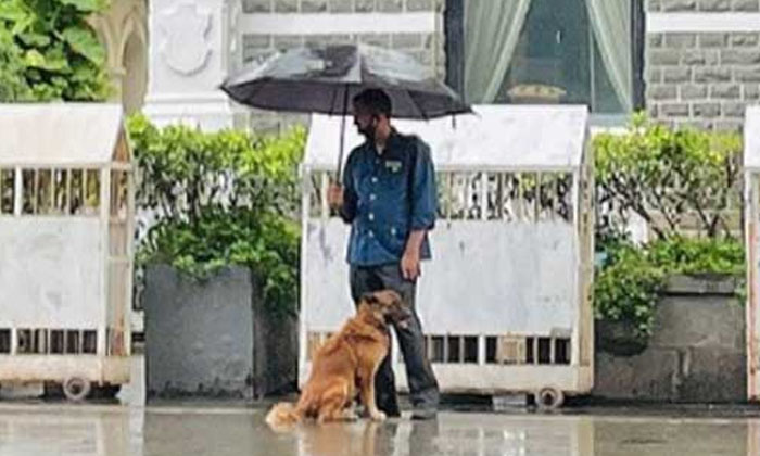  Why Did Ratan Tata React If An Umbrella Fell On A Street Dog ..?! Ratan Tata, Vi-TeluguStop.com