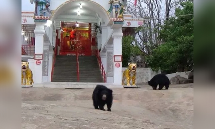  Viral Priest Of Temple Blows Shankam Bears Comes Out Of Running What Is The Reas-TeluguStop.com