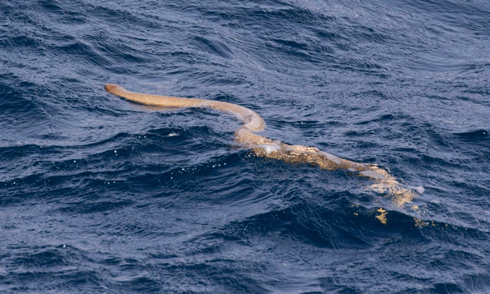  Viral Video Dangerous Snake Ahead While A Man Was Boating In The Ocean, Viral Ne-TeluguStop.com