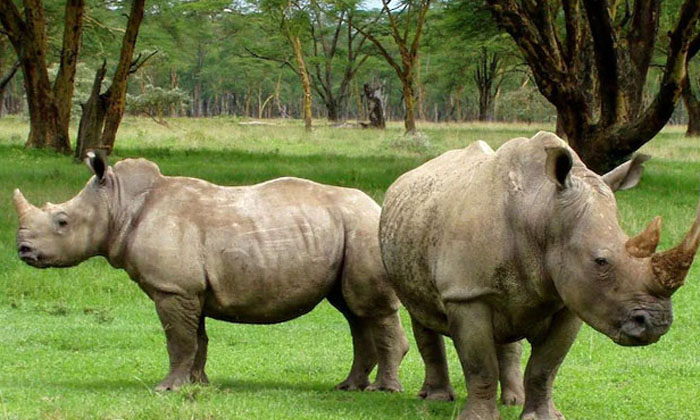  Thousands Of Rhinoceros Horns Are Burning In That State  Why Are They Doing It-TeluguStop.com