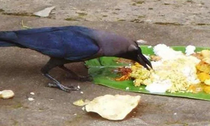 Telugu Crows, Devotional, Problems, Honey, Lard, Shani Dosam, Shiva Lingam, Telu