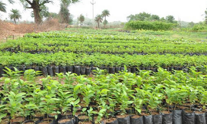  Haritha Haram: Temperature Drop By 6 Degrees In Suryapet-TeluguStop.com