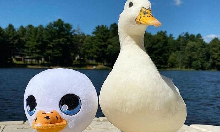  Duck Earning Lakhs A Festival For The Owner , Lakhs Income,  Latest News, Viral-TeluguStop.com