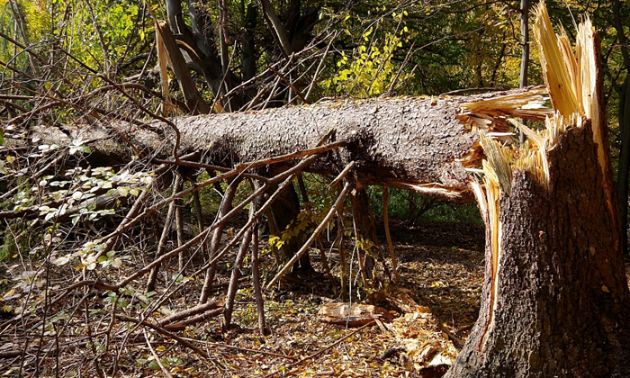 Telugu Hazard Trees, Hazardtrees, Calinia, America, General Sherman, Giant, Cany