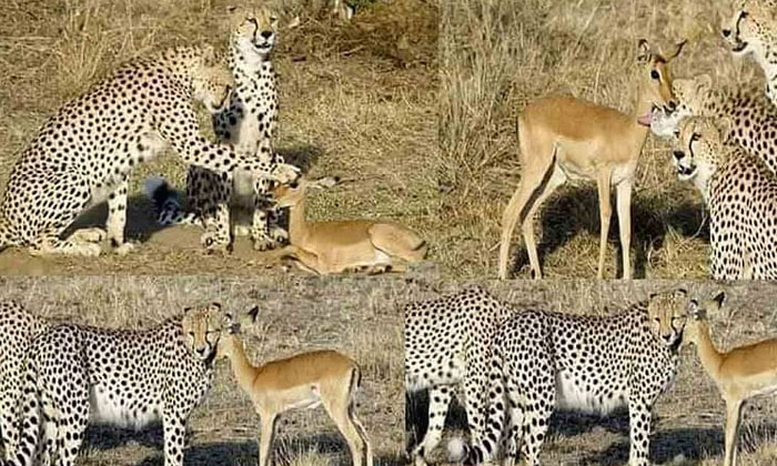 Telugu Animals, Deer Cub, Leopard-Latest News - Telugu