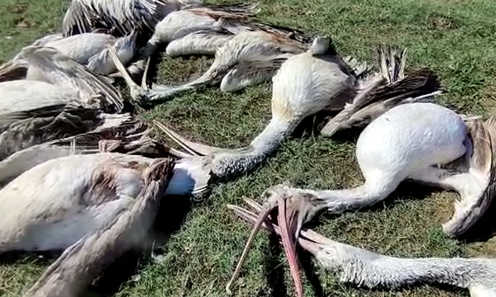  Nellore Foreign Birds Died In Pulicat Lake, Nellore, Foreign Birds ,died In Puli-TeluguStop.com