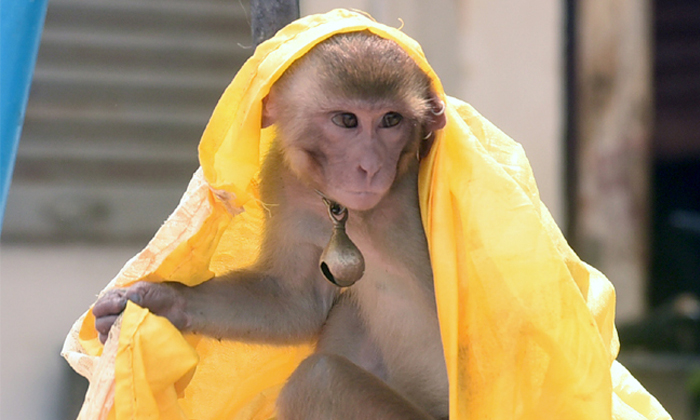  Viral Pic A Monkey Wearing A Sari Details, Viral Pic, Monkey, Viral Monkey, Vira-TeluguStop.com