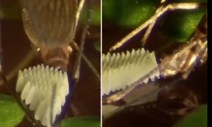  Viral .. See How The Mosquito Lays Eggs ..viral Video, Mosquito, Viral , Viral I-TeluguStop.com