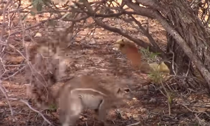  Viral Video  Squirrel Fierce Fight With Cobra ... Viral Video, Snake, Squirrel,-TeluguStop.com