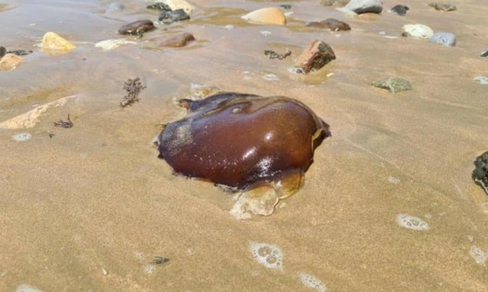  A Strange Living Thing Found In The Australia Queensland Beach, Mysterious, Brow-TeluguStop.com