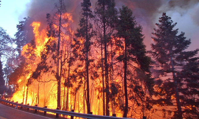  After California Wildfires, More Than 10,000 ‘hazard Trees’ To Be Removed ,-TeluguStop.com