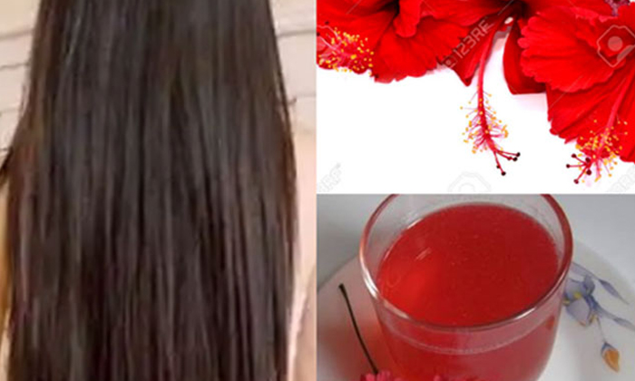 Telugu Benefitsred, Care, Care Tips, Fall, Latest, Long, Red Hibiscus-Telugu Hea